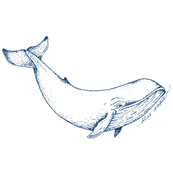 Blue Whale Thumbnail
